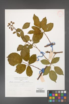 Rubus divaricatus [KOR 30512]