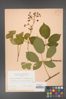 Rubus divaricatus [KOR 22824]
