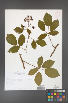 Rubus divaricatus [KOR 52055]