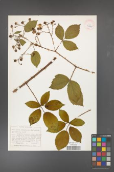 Rubus divaricatus [KOR 40492]