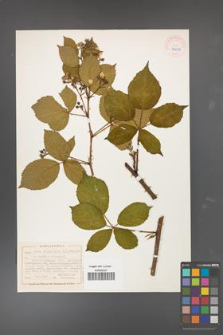 Rubus divaricatus [KOR 40491]