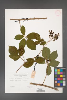 Rubus divaricatus [KOR 29580]