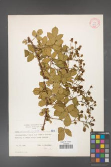 Rubus divaricatus [KOR 8875]