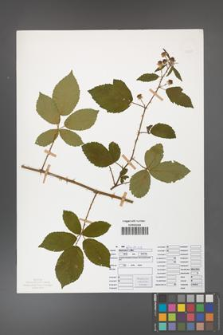 Rubus divaricatus [KOR 50298]