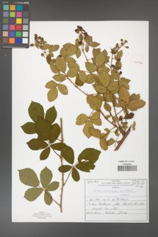 Rubus divaricatus [KOR 50889a]