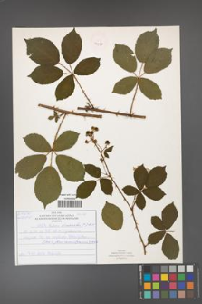 Rubus divaricatus [KOR 50892]