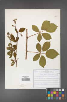 Rubus divaricatus [KOR 50890]