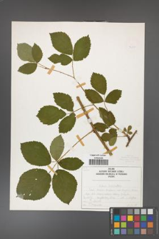 Rubus divaricatus [KOR 50300]