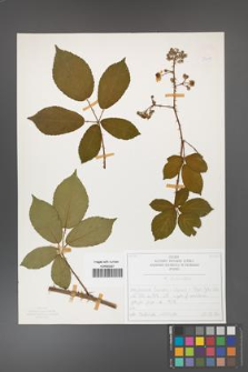 Rubus divaricatus [KOR 50299]
