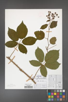 Rubus divaricatus [KOR 50274]