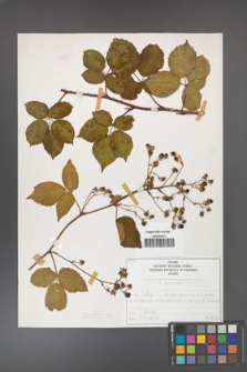 Rubus divaricatus [KOR 50285]