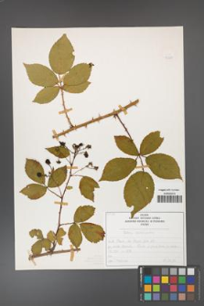 Rubus divaricatus [KOR 50283]