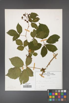 Rubus divaricatus [KOR 50280]