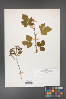 Rubus divaricatus [KOR 50279]