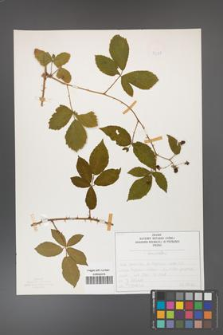 Rubus divaricatus [KOR 50277]