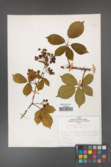 Rubus divaricatus [KOR 50271]