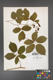 Rubus divaricatus [KOR 50260]