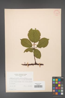 Rubus gracilis [KOR 30867]