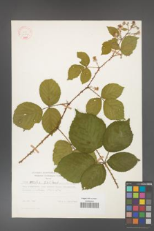 Rubus gracilis [KOR 30852]