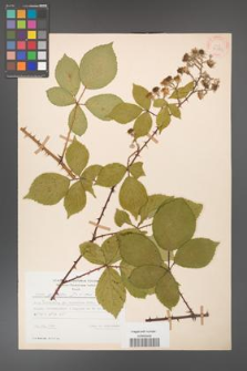 Rubus gracilis [KOR 30873]