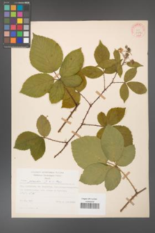 Rubus gracilis [KOR 30871]