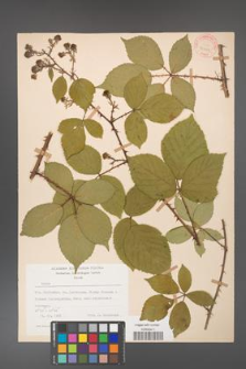 Rubus gracilis [KOR 30914]