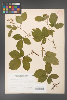 Rubus gracilis [KOR 30860]