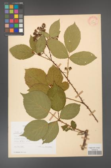 Rubus gracilis [KOR 30874]