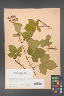 Rubus gracilis [KOR 22809]