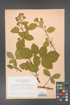 Rubus gracilis [KOR 25687]