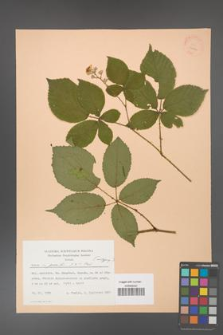 Rubus gracilis [KOR 22872]