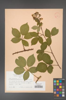 Rubus gracilis [KOR 22857]