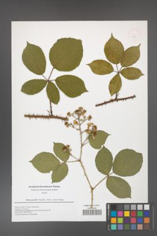 Rubus gracilis [KOR 49938]