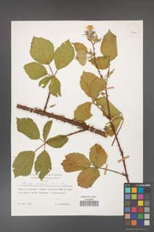 Rubus gracilis [KOR 29960]