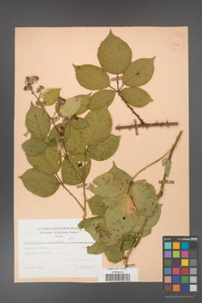 Rubus gracilis [KOR 25608]