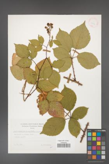 Rubus gracilis [KOR 25613]