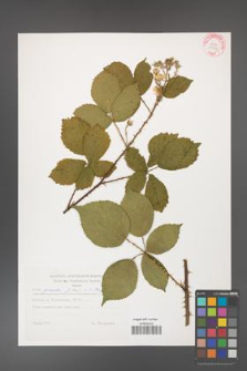 Rubus gracilis [KOR 29261]