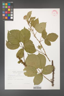 Rubus gracilis [KOR 29272]