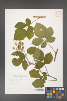 Rubus gracilis [KOR 29268]