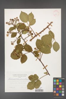 Rubus gracilis [KOR 24817]