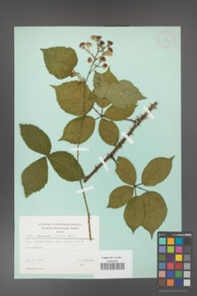 Rubus gracilis [KOR 23721]