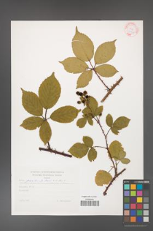 Rubus gracilis [KOR 29220]