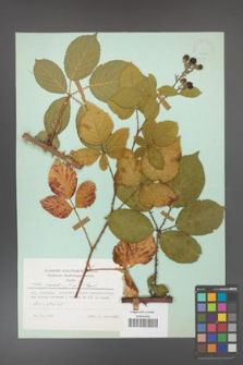Rubus gracilis [KOR 23898]