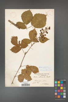 Rubus gracilis [KOR 18653]