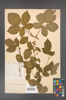 Rubus gracilis [KOR 18654]