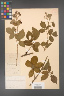 Rubus gracilis [KOR 18655]