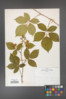 Rubus gracilis [KOR 50445]