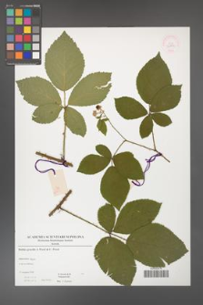 Rubus gracilis [KOR 52902]