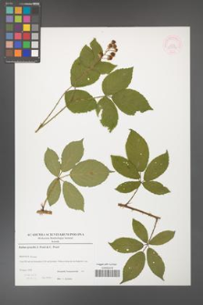 Rubus gracilis [KOR 52892]