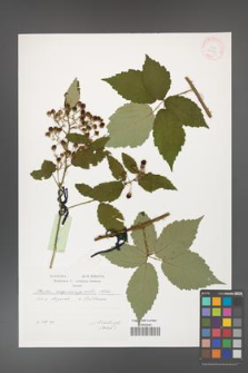 Rubus crispomarginatus [KOR 29559]